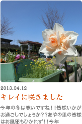 施設周辺の庭園に咲く水仙の花。春の季節感が伝わる風景写真
